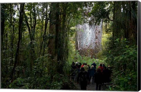 Framed Tane Mahuta, Giant Kauri tree in Waipoua Rainforest, North Island, New Zealand Print