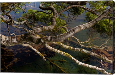 Framed New Zealand, Silver Beech tree branches Print