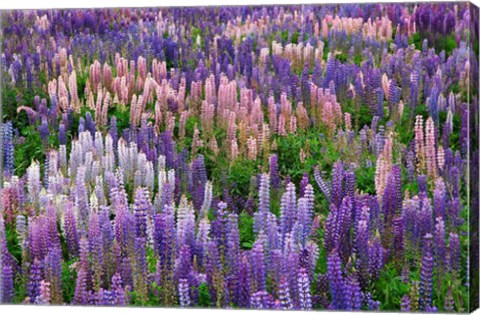 Framed Lupine flowers in Fiordland National Park, South Island, New Zealand Print