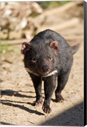 Framed Australia, Tasmanian Devil wildlife Print