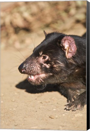 Framed Head of Tasmanian Devil Print