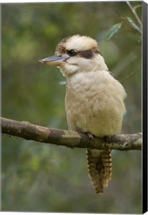 Framed Kookaburra Bird, Tasmania, Australia Print