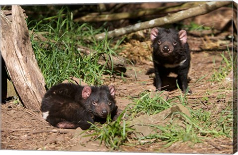 Framed Pair of Tasmanian Devils Print