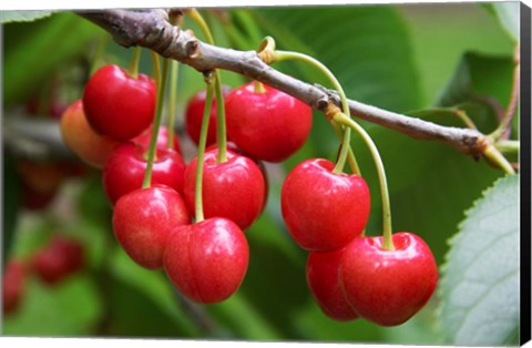 Framed Cherries, Orchard near Cromwell, Central Otago, South Island, New Zealand Print