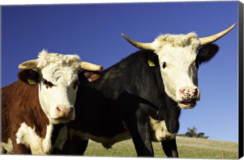 Framed Dairy Cows, New Zealand Print