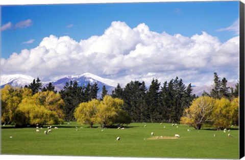 Framed Farmland in Southland, South Island, New Zealand Print