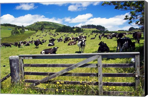 Framed Gate and Dairy Farm near Kaikohe, Northland, New Zealand Print