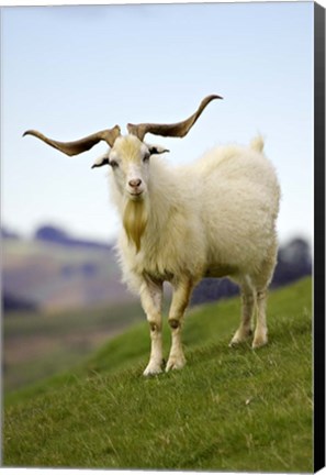 Framed Goat, Taieri, near Dunedin, South Island, New Zealand Print