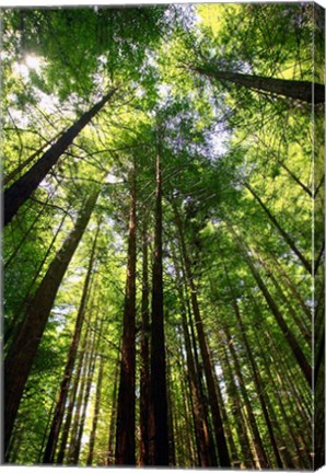 Framed Redwood Forest, Rotorua, New Zealand Print