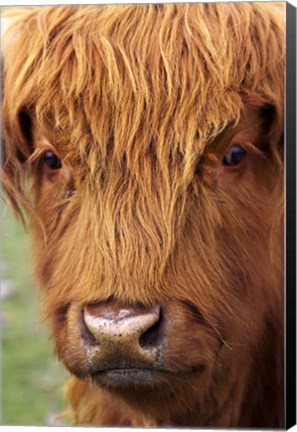 Framed Scottish Cow, Deer Park Heights, Queenstown, South island, New Zealand Print