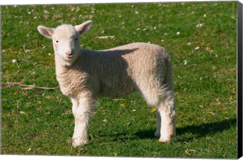 Framed New Lamb, South Island, New Zealand Print