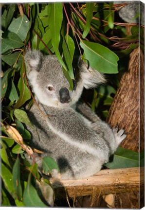 Framed Australia, Brisbane, Fig Tree Pocket, Koala Bears Print