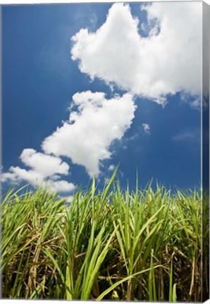 Framed Australia, Whitsunday, Pioneer Valley, Sugar Cane Print