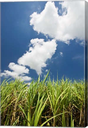 Framed Australia, Whitsunday, Pioneer Valley, Sugar Cane Print