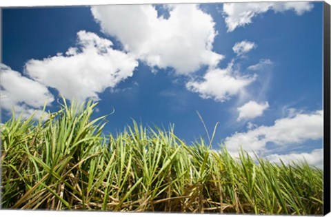 Framed Pioneer Valley-Sugar Cane Field, , Marian, Whitsunday Coast, Queensland Print