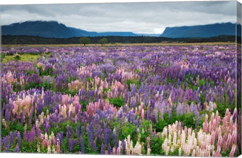 Framed Blooming Lupine Near Town of TeAnua, South Island, New Zealand Print