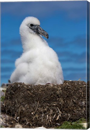 Framed Australia, Tasmania, Bass Strait Albatross chick Print
