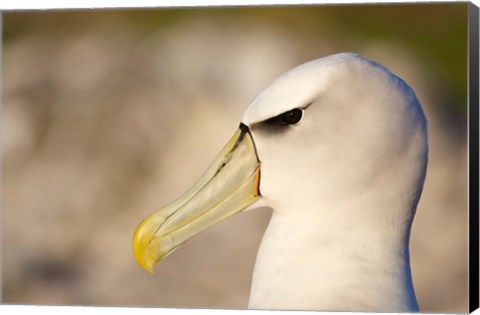 Framed Australia, Tasmania, Bass Strait, Albatross bird head Print