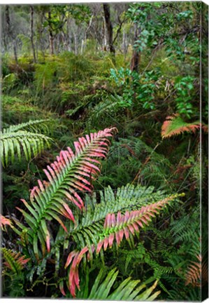 Framed Waipoua Forest, North Island, New Zealand Print