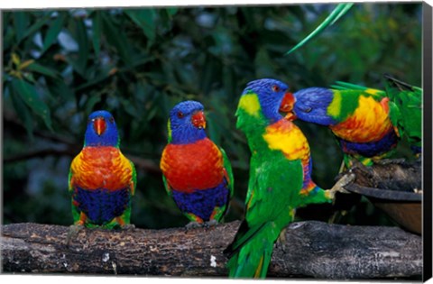 Framed Australia, East Coast,  Lorikeets birds in a row Print