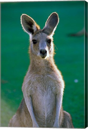 Framed Australia, Yamba Golf Course, Eastern Grey Kangaroo Print