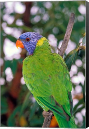 Framed Australia, East Coast Rainbow Lorikeets bird (back view) Print