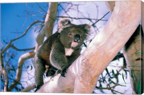 Framed Australia, Kangaroo Isl, Koala bear, eucalypytus tree Print