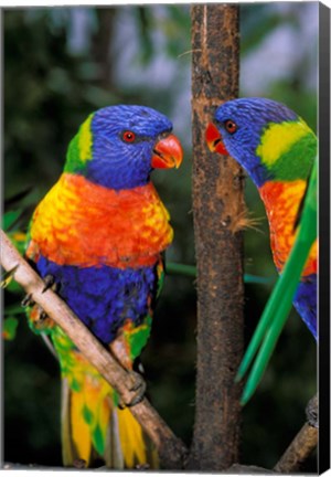 Framed Australia, Pair of Rainbow Lorikeets bird Print