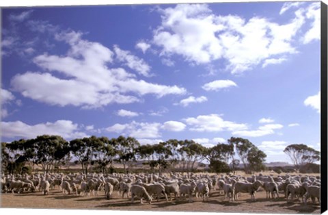 Framed Sheep Station, Kangaroo Island, South Australia, Australia Print