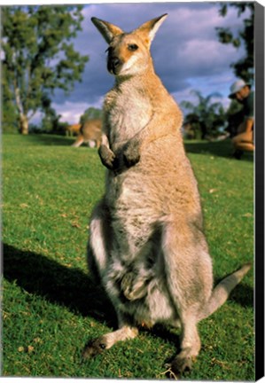 Framed Kangaroo, Queensland, Australia Print