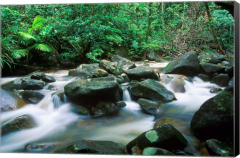 Framed Rainforest, Daintree National Park, Queensland, Australia Print