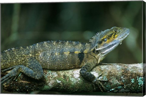 Framed Australia, Queensland, Eastern Water Dragon lizard Print