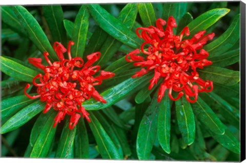 Framed Waratah, Walls of Jerusalem National Park, Tasmania, Australia Print