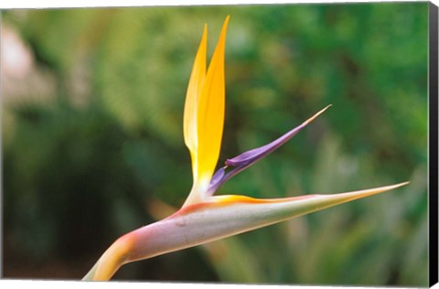 Framed Australia, Queensland, Bird of paradise flower garden Print