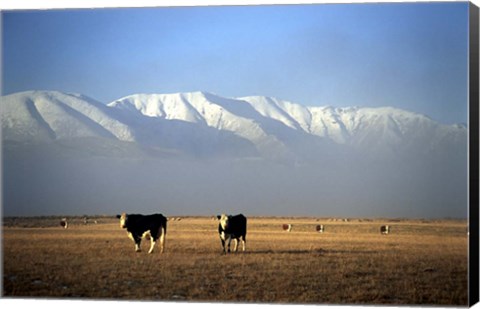 Framed Cows and Hawkdun Range, Maniototo, Central Otago Print