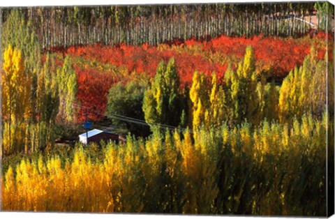 Framed Autumn Colours, Bannockburn, Central Otago, New Zealand Print