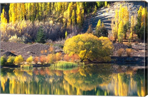 Framed Autumn Colours, Lake Dunstan, Central Otago, New Zealand Print