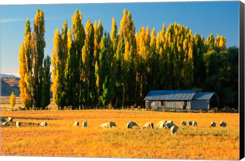 Framed Farmland, Maniototo, Central Otago, New Zealand Print