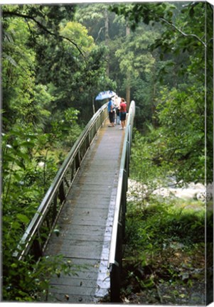 Framed Bridge Below Whangarei Falls, Northland, New Zealand Print