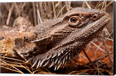 Framed Australia, Central Bearded Dragon lizard, outback Print