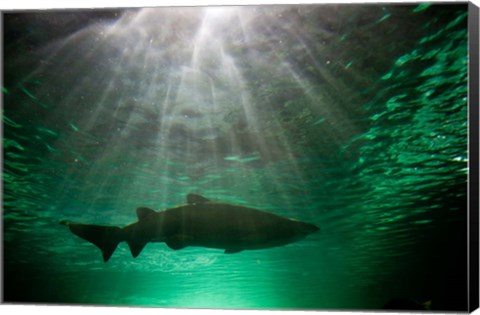 Framed Australia, NSW, Sydney, Gray Nurse Shark tank Print