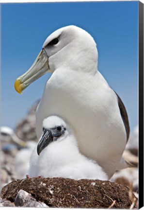 Framed Australia, Tasmania, Bass Strait Shy albatross with chick Print