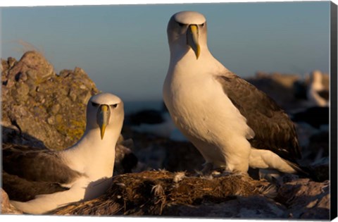 Framed Australia, Tasmania, Bass Strait Albatross pair Print