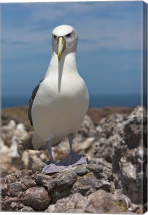 Framed Australia, Tasmania, Bass Strait Shy albatross Print