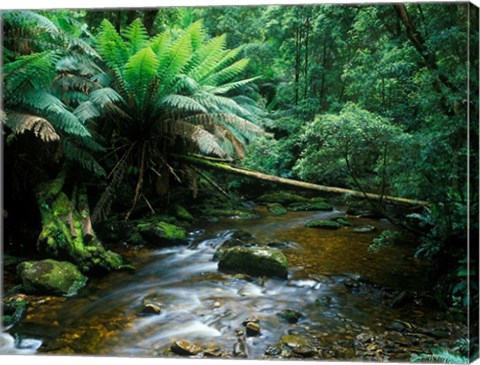 Framed Nelson Creek, Franklin Gordon Wild Rivers National Park, Tasmania, Australia Print