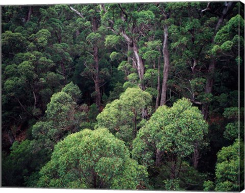 Framed Eucalyptus Forest, Walpole-Nornalup NP, Western Australia, Australia Print