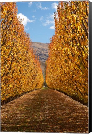 Framed Autumn, Orchard, Roxburgh, South Island, New Zealand Print