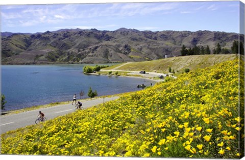 Framed Californian Poppies and Cyclists, Lake Dunstan, South Island, New Zealand Print