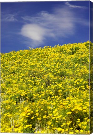 Framed Californian Poppies, Central Otago, South Island, New Zealand Print