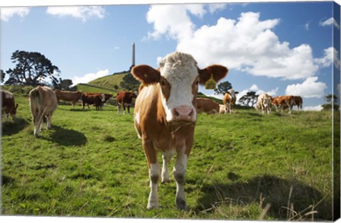 Framed Cows And Obelisk, One Tree Hill Domain, Auckland, North Island, New Zealand Print